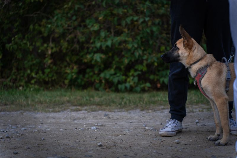 Trenérka při individuální lekci se psem na vodítku